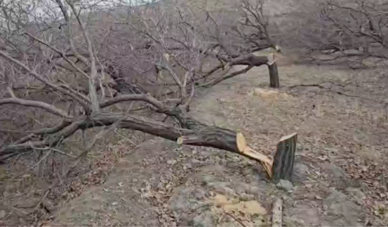 Cutting more than 200, 30-year-old trees by natural resources in Orumiyeh