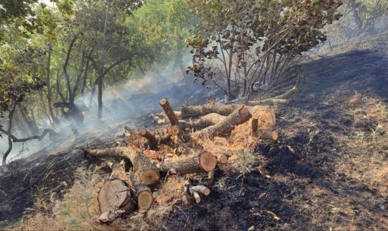 Seven environmental activists were injured due to a mine explosion