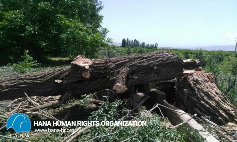 Oshnaviyeh / Old tree cut down by forestry