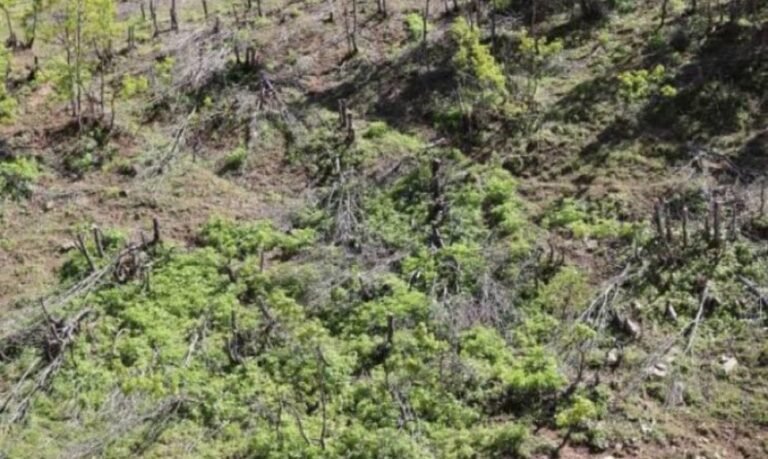 Cutting down trees in the Bukan county village of “Thamba”