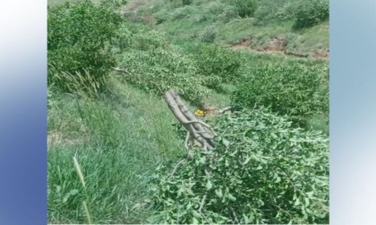 Cutting 250, 15-year-old trees by natural resources in Orumieh