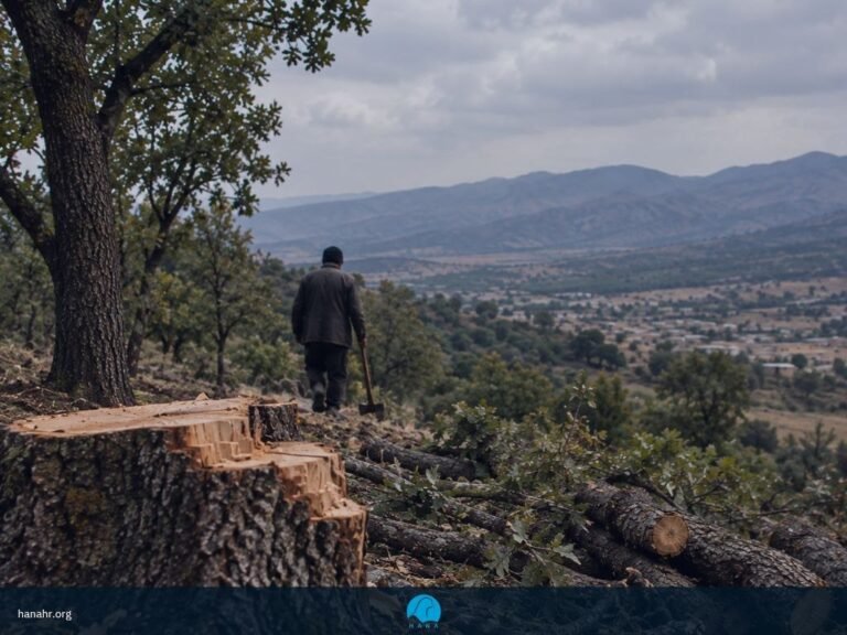 گزارش هانا از قطع و فروش درختان بلوط در روستاهای بوکان در پی فقر و بیکاری